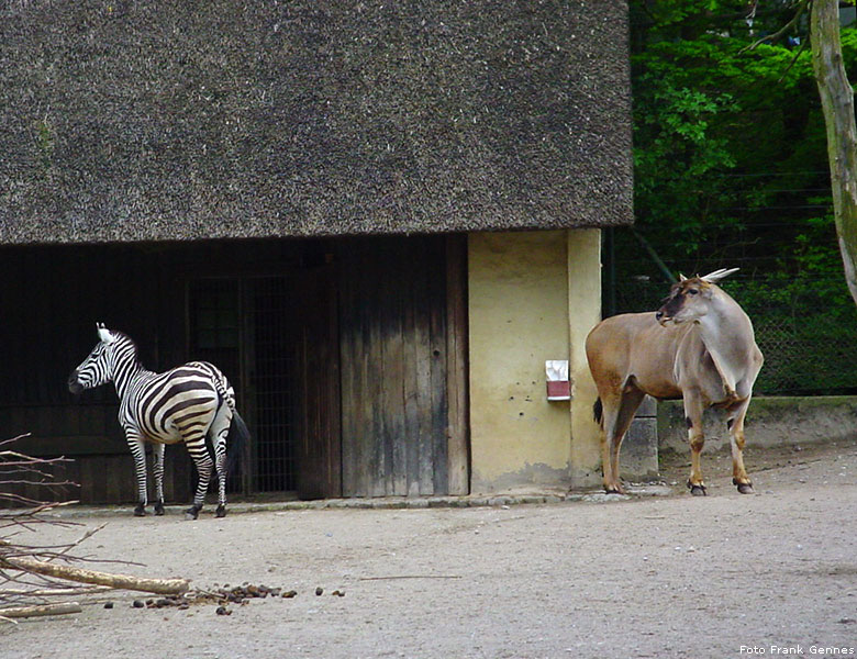 Männliche Elenantilope neben einem Böhm-Zebra im Wuppertaler Zoo im Mai 2008 (Foto Frank Gennes)