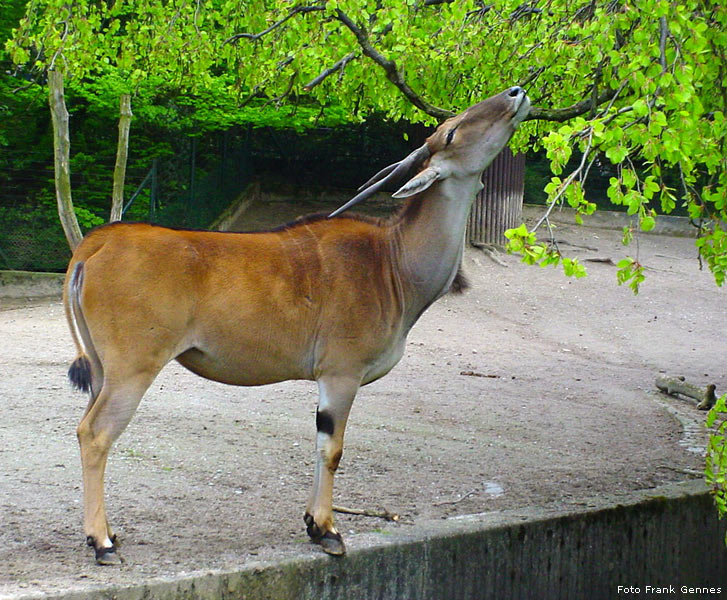 Weibliche Elenantilope im Wuppertaler Zoo im Mai 2008 (Foto Frank Gennes)