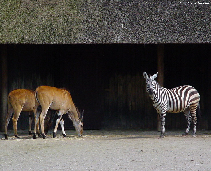 Elenantilopen neben einem Böhm-Zebra im Zoo Wuppertal im Mai 2008 (Foto Frank Gennes)