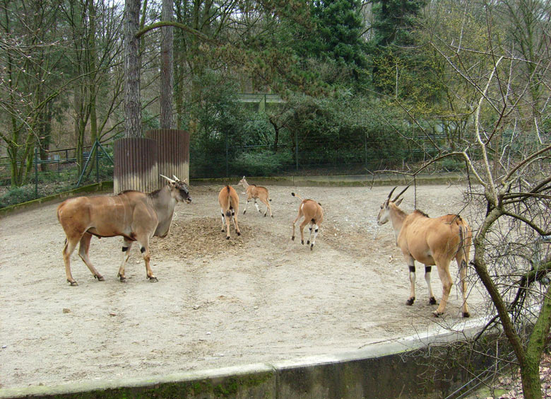 Elenantilopen im Wuppertaler Zoo im März 2009