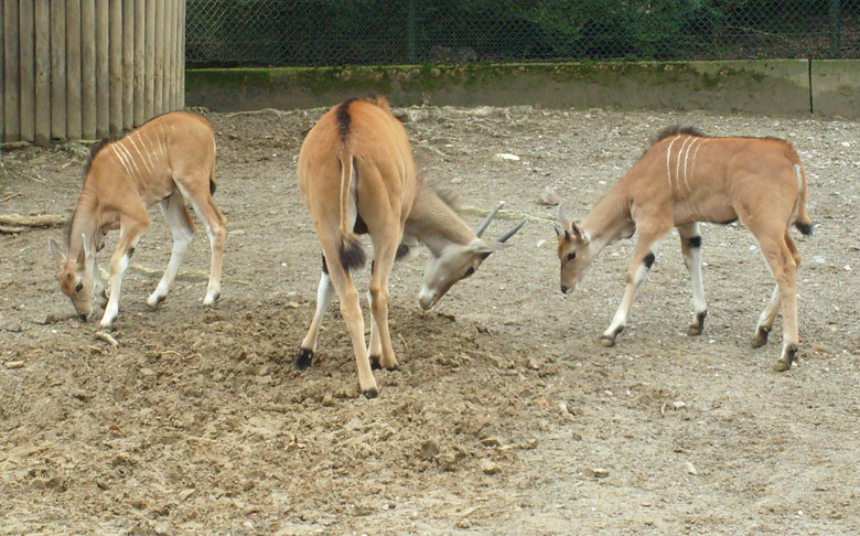 Junge Elenantilopen im Zoo Wuppertal im März 2009