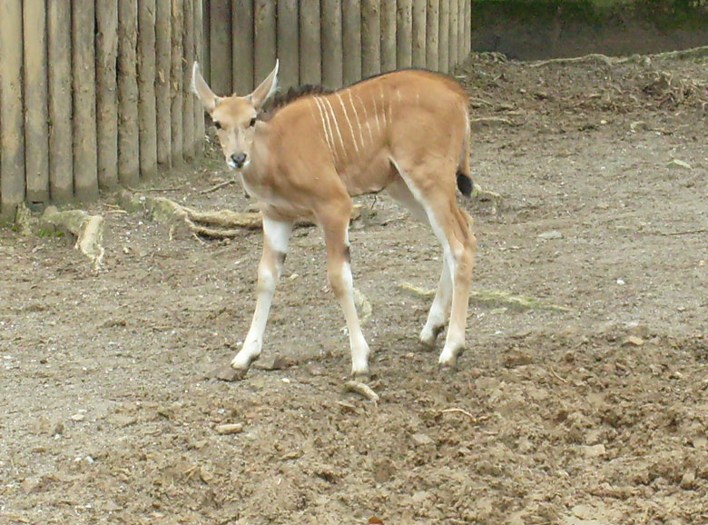 Junge männliche Elenantilope im Zoologischen Garten Wuppertal im März 2009