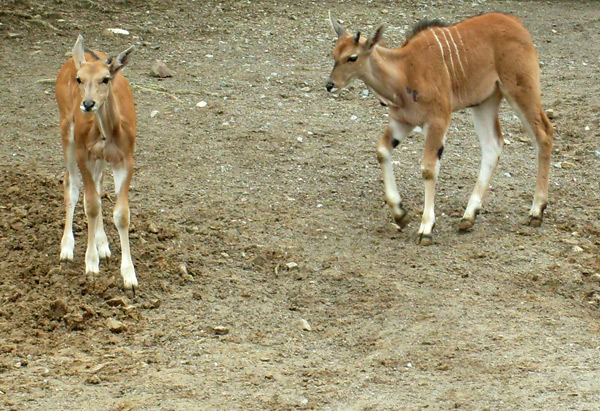 Junge Elenantilopen im Wuppertaler Zoo im März 2009