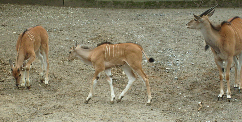 Elenantilopen im Zoo Wuppertal im März 2009