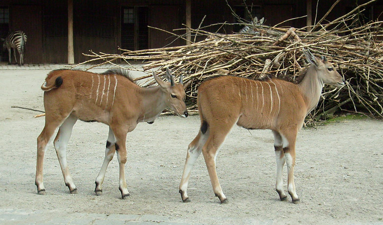 Jungtiere bei den Elenantilopen im Wuppertaler Zoo im April 2009