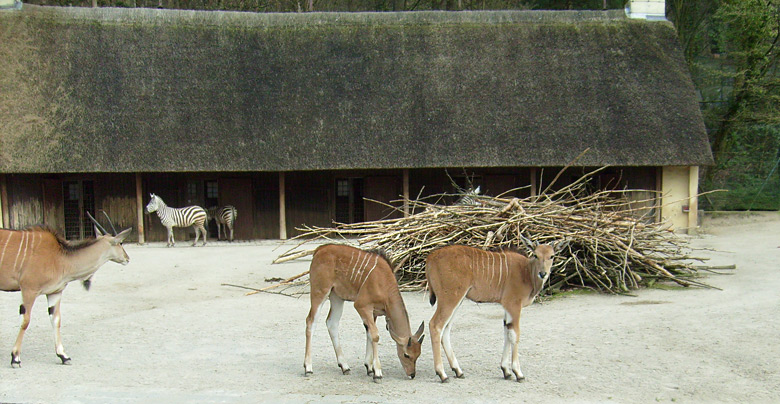 Junge männliche Elenantilopen im Zoologischen Garten Wuppertal im April 2009