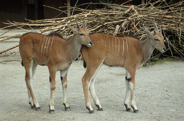 Junge Elenantilopen im Zoo Wuppertal im April 2009