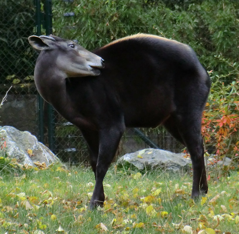 Gelbrückenducker im Zoo Wuppertal im Oktober 2012