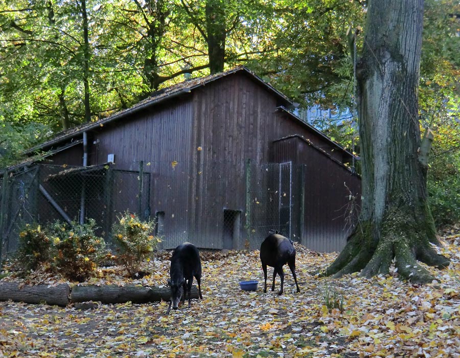Gelbrückenducker im Zoo Wuppertal im Oktober 2012