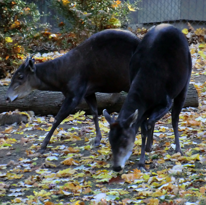 Gelbrückenducker im Zoologischen Garten Wuppertal im Oktober 2012