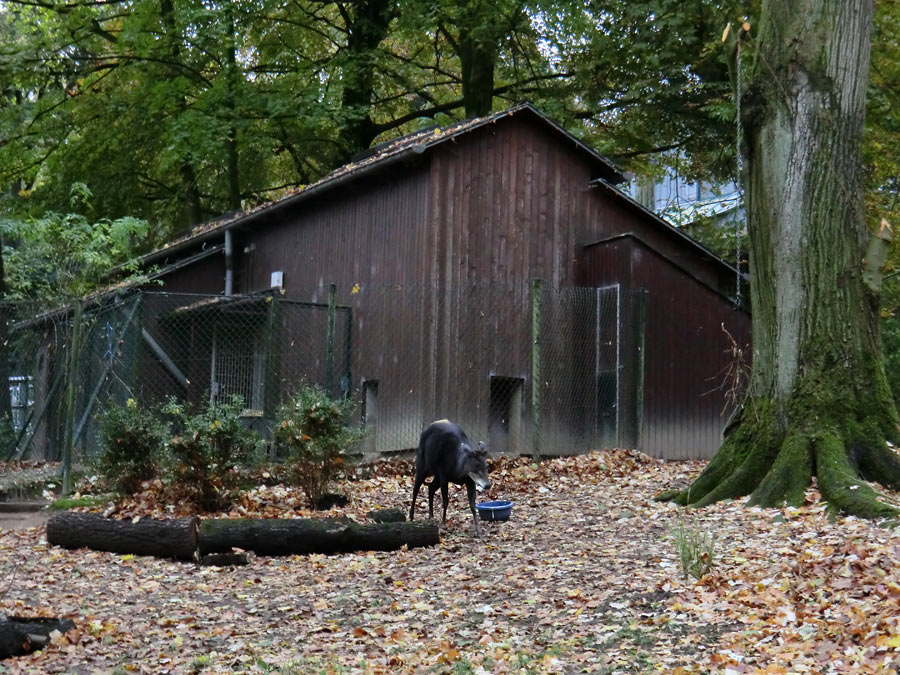 Gelbrückenducker im Zoologischen Garten Wuppertal im November 2012