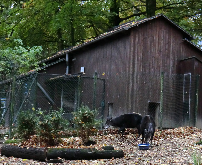 Gelbrückenducker im Zoo Wuppertal im November 2012