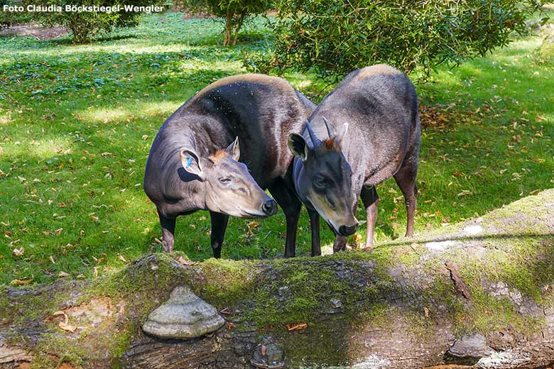 Gelbrückenducker-Weibchen und Gelbrückenducker-Männchen am 17. September 2020 auf der Außenanlage im Zoo Wuppertal (Foto Claudia Böckstiegel-Wengler)