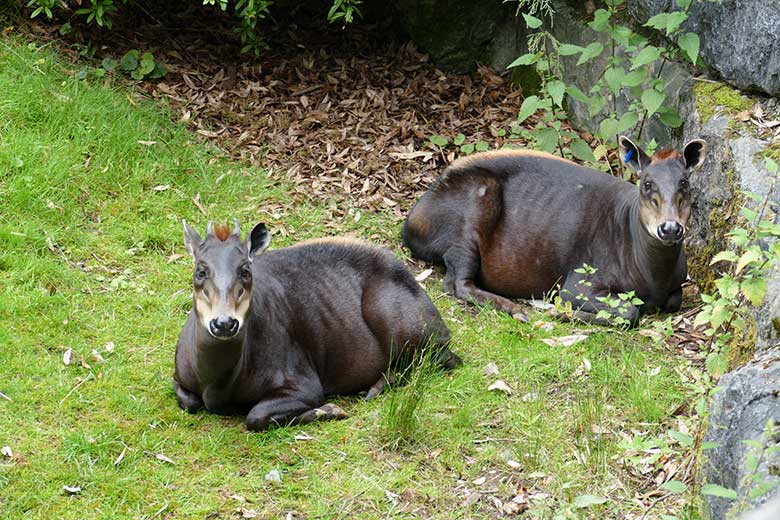Gelbrückenducker-Paar HOUDINI und RUBY am 24. Juli 2021 auf der Außenanlage am Okapi-Haus im Zoo Wuppertal