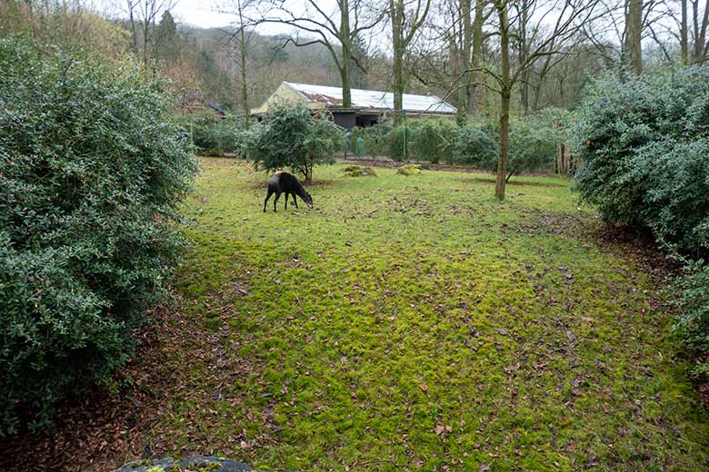 Gelbrückenducker am 15. Januar 2022 auf der Außenanlage am Okapi-Haus im Wuppertaler Zoo