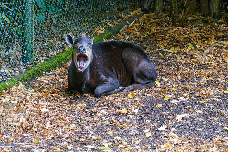 Männlicher Gelbrückenducker HOUDINI am 4. September 2022 auf der größeren Außenanlage am Okapi-Haus im Zoo Wuppertal