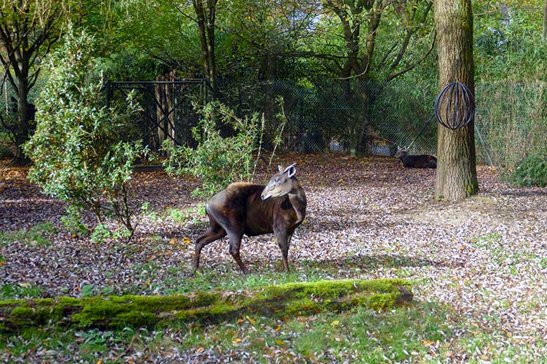 Männlicher Gelbrückenducker HOUDINI (vorn) und weiblicher Gelbrückenducker RUBY am 28. Oktober 2022 auf der kleineren Außenanlage am Okapi-Haus im Grünen Zoo Wuppertal