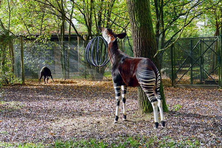 Weiblicher Gelbrückenducker RUBY (hinten) und weibliches Okapi-Jungtier NIARA am 28. Oktober 2022 auf der kleineren Außenanlage am Okapi-Haus im Grünen Zoo Wuppertal
