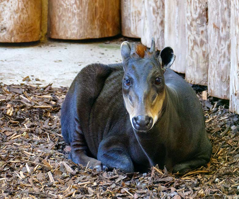 Männlicher Gelbrückenducker HOUDINI am 15. Dezember 2022 im Innen-Schaugehege im Okapi-Haus im Wuppertaler Zoo
