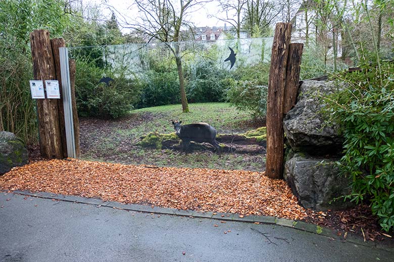 Männlicher Gelbrückenducker HOUDINI am 26. Januar 2025 auf der größeren Außenanlage am Okapi-Haus im Grünen Zoo Wuppertal