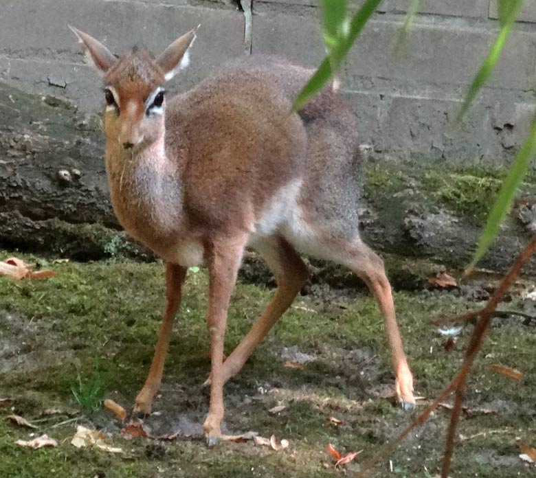 Kirk-Dikdik Weibchen am 10. September 2016 auf der Außenanlage im Zoologischen Garten der Stadt Wuppertal