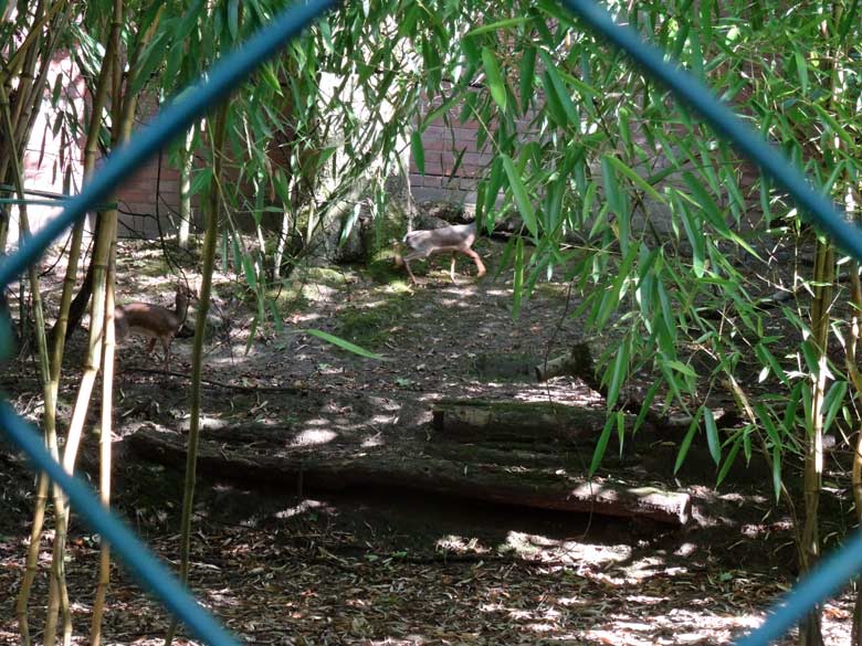 Zwei Kirk-Dikdiks am 10. September 2016 auf der Außenanlage im Grünen Zoo Wuppertal