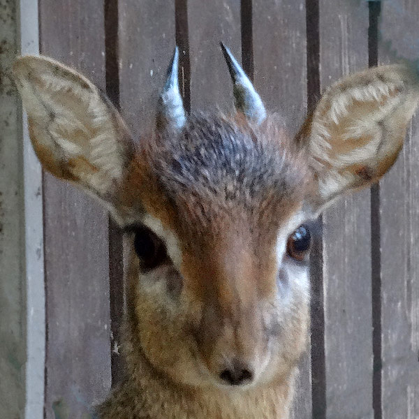 Kirk-Dikdik im November 2016 im Wuppertaler Zoo