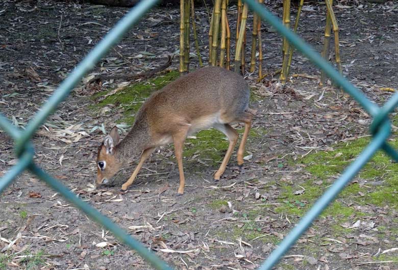 Kirk-Dikdik Weibchen am 2. April 2017 auf der Außenanlage im Zoo Wuppertal