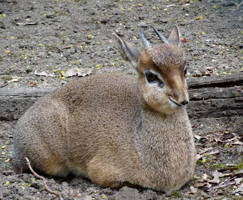 Kirk-Dikdik Männchen am 13. April 2017 auf der Außenanlage im Grünen Zoo Wuppertal