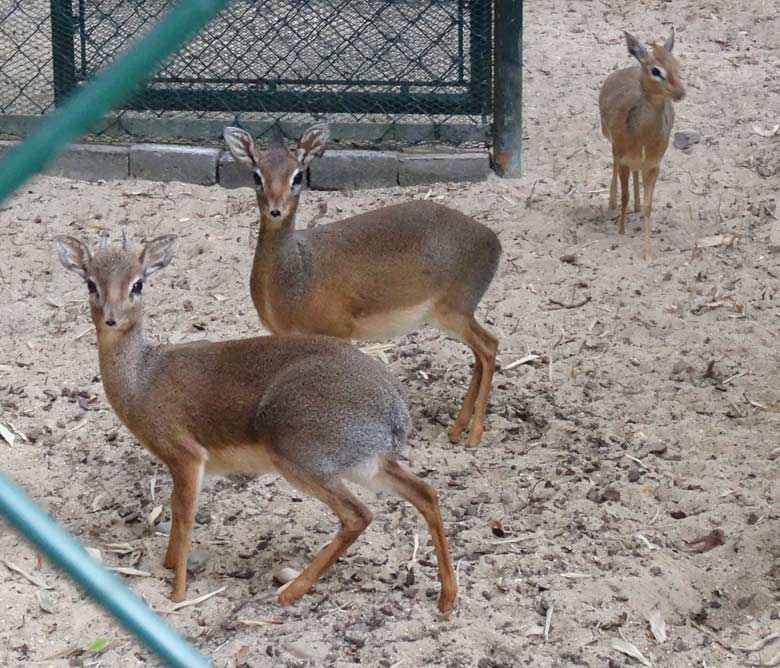 Das Kirk-Dikdik-Männchen mit den zwei Kirk-Dikdik-Weibchen am 28. Mai 2017 im Vorgehege der Außenanlage im Zoo Wuppertal
