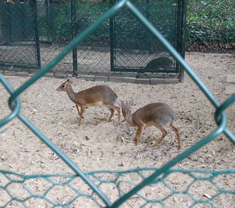 Drei Kirk-Dikdiks am 28. Mai 2017 im Vorgehege der Außenanlage im Grünen Zoo Wuppertal