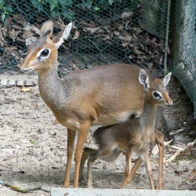Kirk-Dikdik-Jungtier mit Kirk-Dikdik-Mutter am 8. Juli 2017 im Vorgehege der Außenanlage im Grünen Zoo Wuppertal