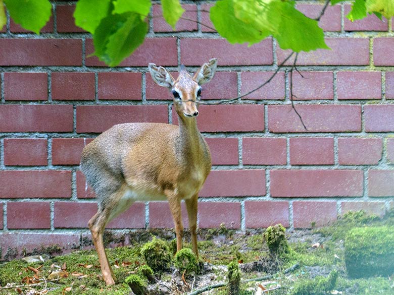 Adultes weibliches Kirk-Dikdik am 1. September 2022 auf der Außenanlage im Grünen Zoo Wuppertal