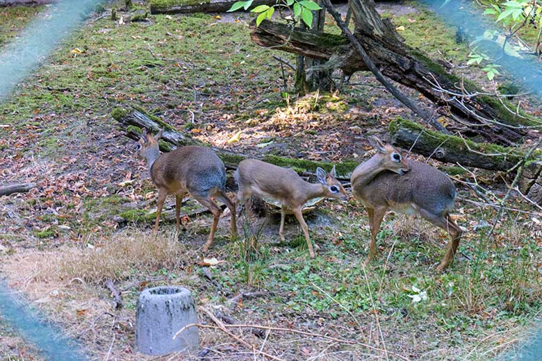 Adultes weibliches Kirk-Dikdik, Kirk-Dikdik-Jungtier und adultes männliches Kirk-Dikdik am 1. September 2022 auf der Außenanlage im Zoo Wuppertal