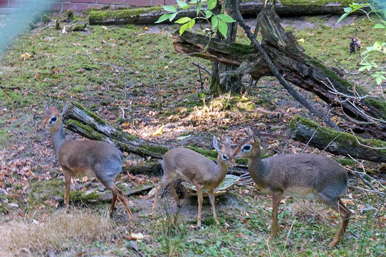 Adultes Kirk-Dikdik-Paar mit dem weibliche Kirk-Dikdik-Jungtier in der Mitte am 1. September 2022 auf der Außenanlage im Zoologischen Garten Wuppertal