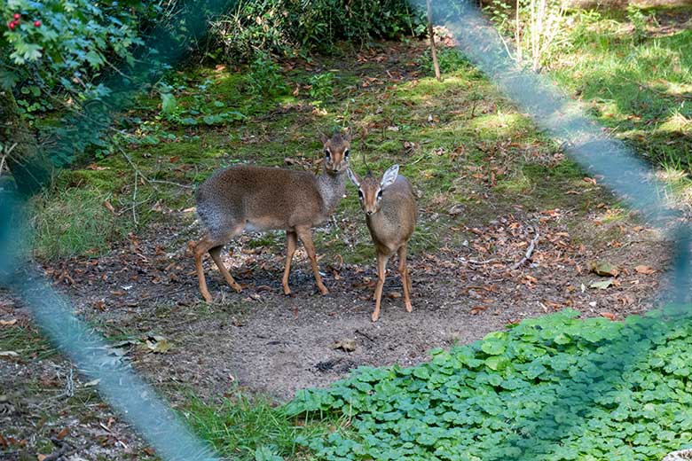 Männliches Kirk-Dikdik und weibliches Kirk-Dikdik am 26. September 2023 auf der Außenanlage im Grünen Zoo Wuppertal