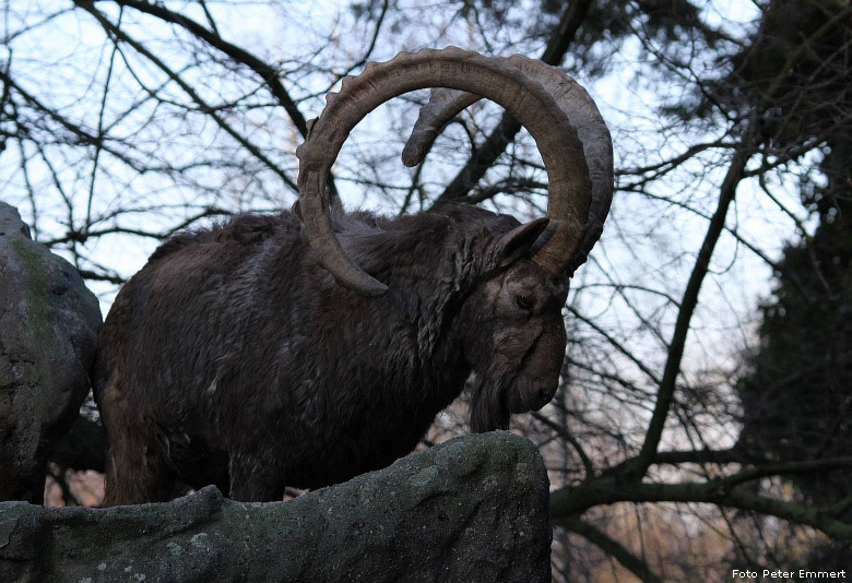 Sibirischer Steinbock im Zoologischen Garten Wuppertal im Dezember 2008 (Foto Peter Emmert)