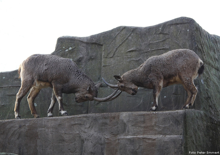 Sibirische Steinböcke im Zoo Wuppertal im Januar 2009 (Foto Peter Emmert)