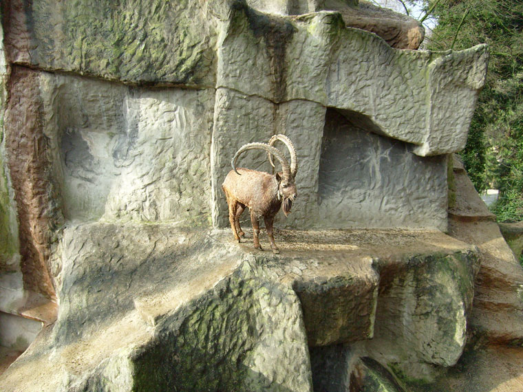 Sibirischer Steinbock im Wuppertaler Zoo im Februar 2009