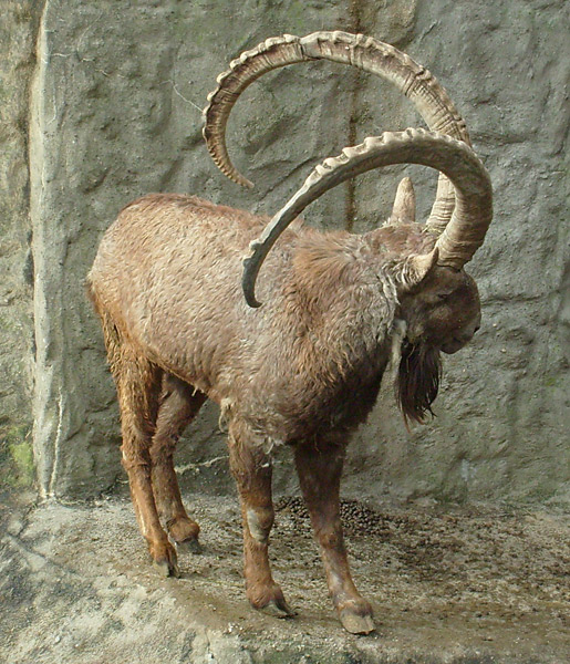 Sibirischer Steinbock im Zoo Wuppertal im Februar 2009