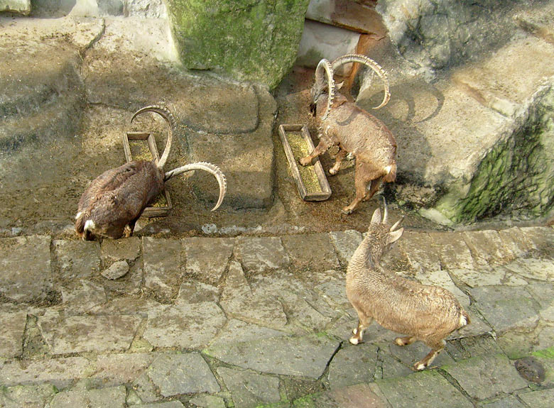 Sibirische Steinböcke im Wuppertaler Zoo im Februar 2009