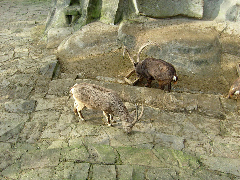 Sibirische Steinböcke im Zoo Wuppertal im Februar 2009