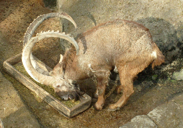 Sibirischer Steinbock im Zoologischen Garten Wuppertal im Februar 2009
