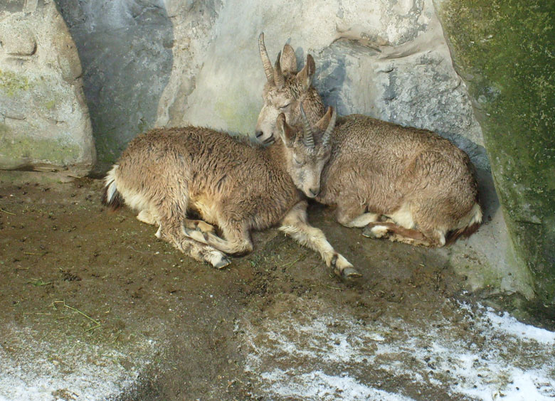 Sibirische Steinböcke im Zoologischen Garten Wuppertal im Februar 2009