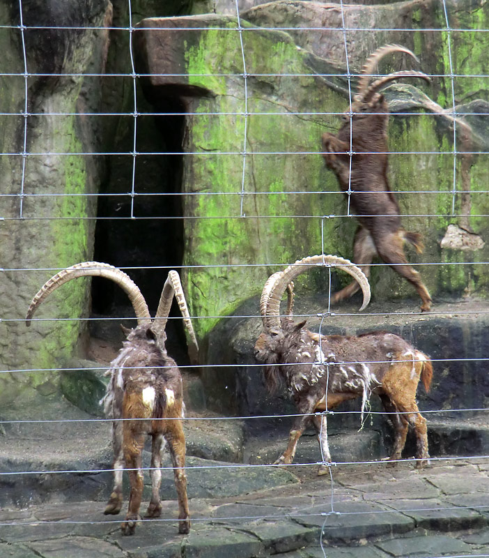 Sibirischer Steinbock im Zoo Wuppertal im Februar 2012