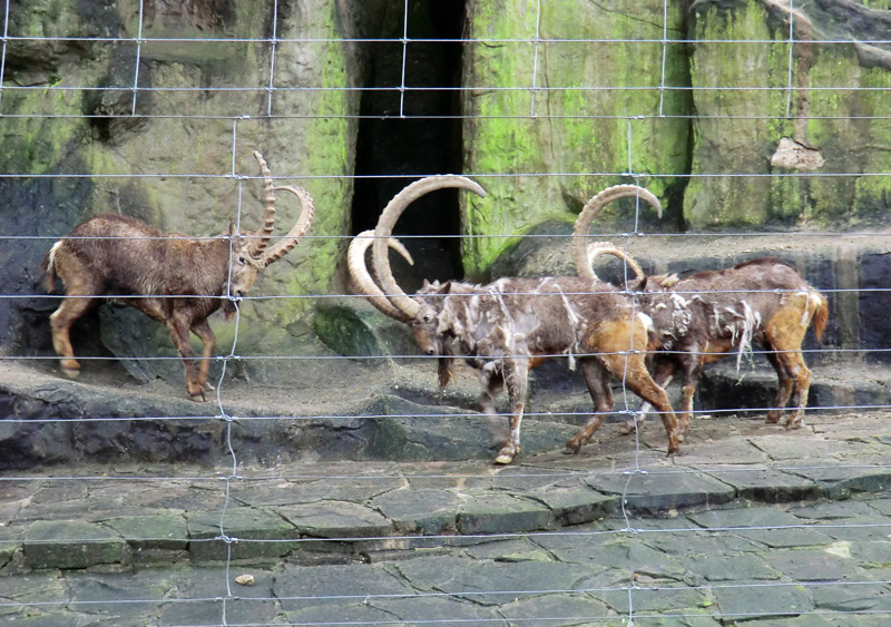 Sibirischer Steinbock im Zoologischen Garten Wuppertal im Februar 2012