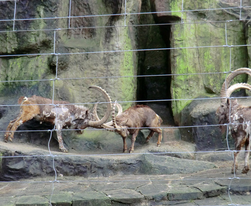 Sibirischer Steinbock im Zoologischen Garten Wuppertal im Februar 2012
