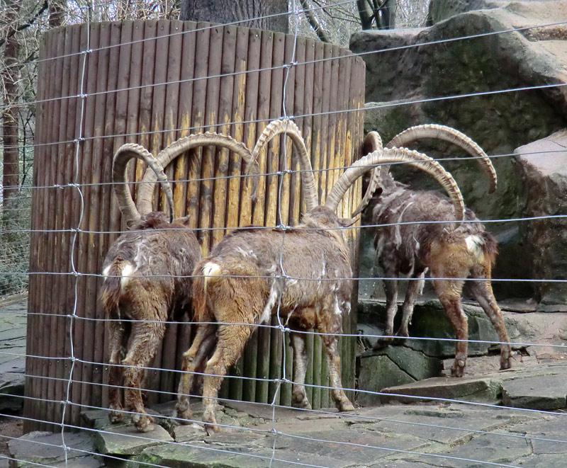 Sibirischer Steinbock im Zoo Wuppertal im Februar 2012