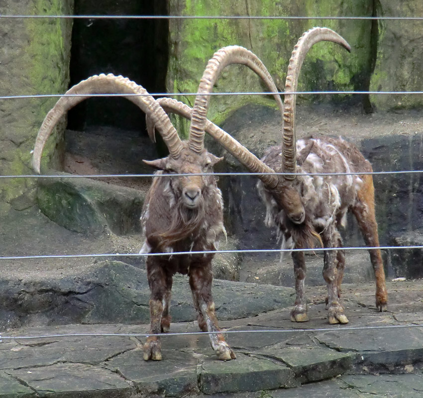 Sibirischer Steinbock im Wuppertaler Zoo im Februar 2012