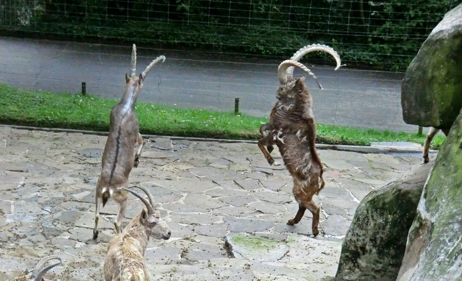 Sibirische Steinböcke im Wuppertaler Zoo im April 2014